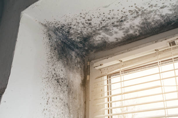 Affordable Mold Cleanup solutions in Mountainside, NJ